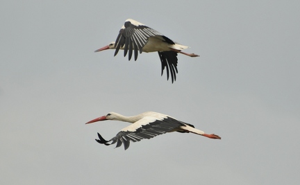 2 Storch