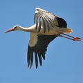 Storch 5