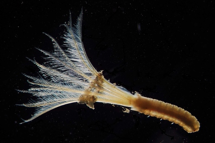Sabellid tubeworm (Polychaeta)