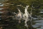 Wasservögel