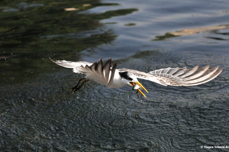 DSC_3697.JPG