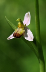 Bienenragwurz (Unterart Bi-colour) 1
