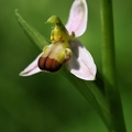Bienenragwurz (Unterart Bi-colour) 1