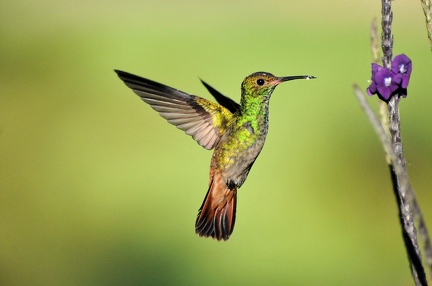 Green-crowned-Brilliant- Hummingbird (Costa Rica)