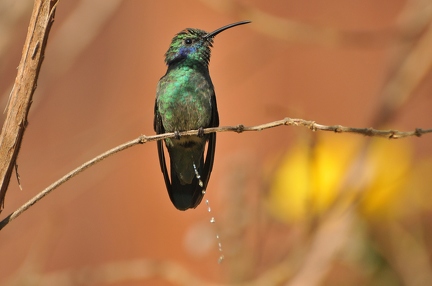 Green-crowned-Brilliant-Hummingbird 1 (Costa Rica)