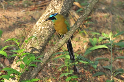 Motmot 3 (Costa Rica)