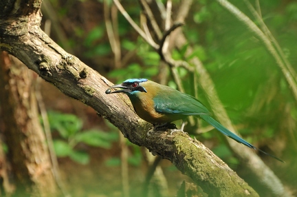 Motmot (Costa Rica)