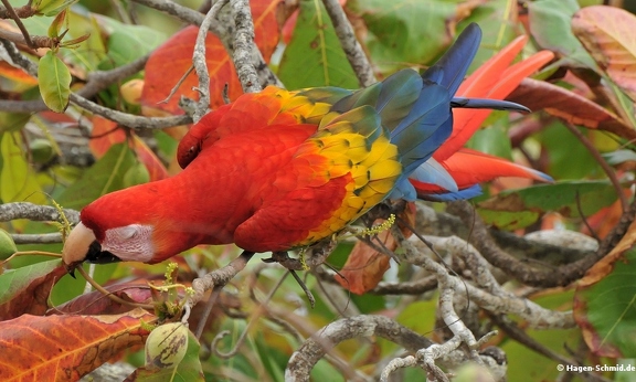 Ara (Costa Rica)