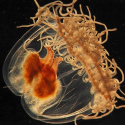 Unterwasser Mikroskop (Rotes Meer)