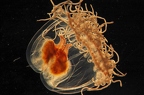 Unterwasser Mikroskop (Rotes Meer)