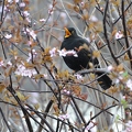 Amsel 2