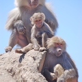 Baboon Familie