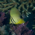 Sailfin 2