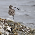 Curlew 1
