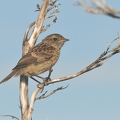Stonechat 1 (young) 