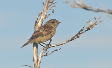 Stonechat 1 (young) 