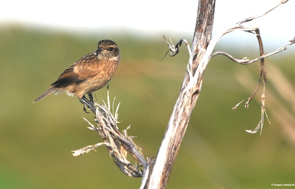Stonechat 2 (young)
