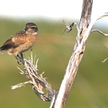 Stonechat 2 (young)