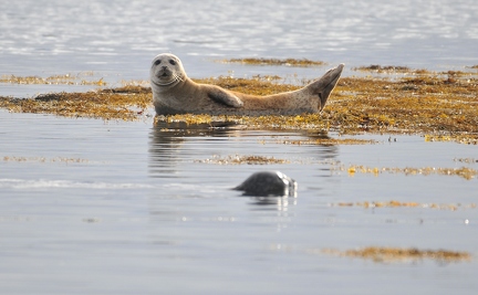 Common seal