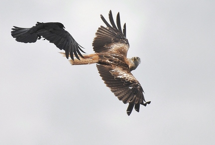 Red kite with crow