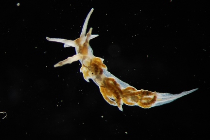Aeolid 1,2 mm (Plankton)