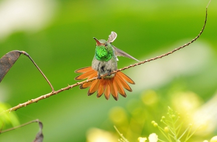 Rufous-tailed Hummingbird 2 (CR)