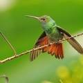 Rufous-tailed Hummingbird 1 (CR)