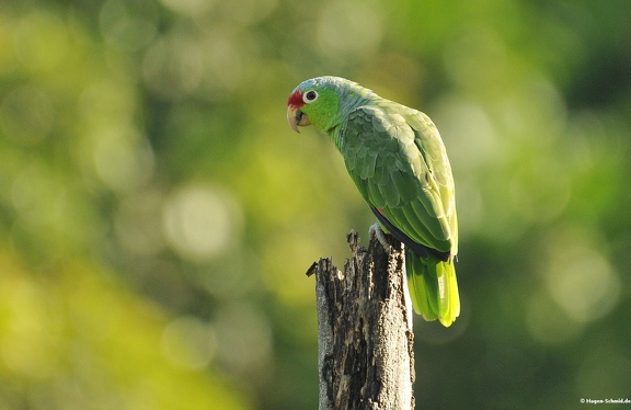 Red lored Parrot (CR)