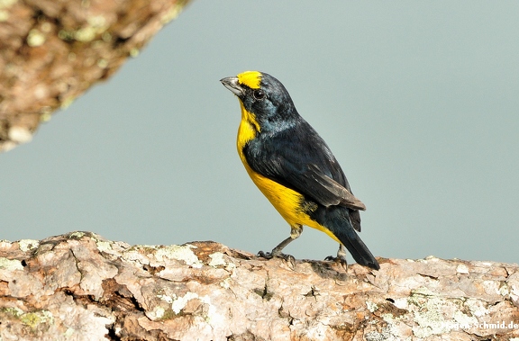 Yellow crowned Euphonia (male) (CR)