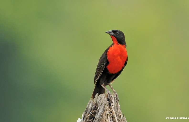 Red breasted Blackbird (CR)