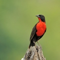 Red breasted Blackbird (CR)