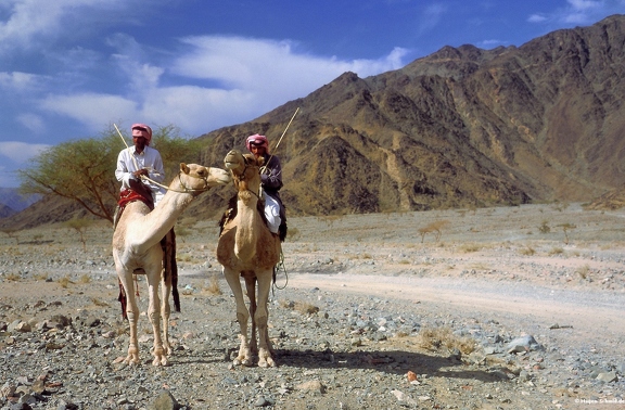 Camel rider near Tabuk