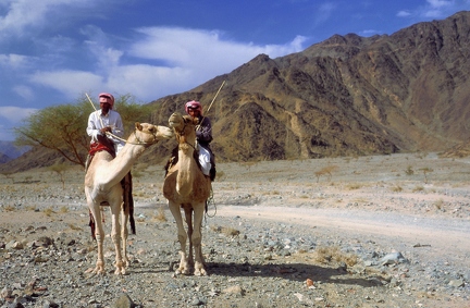 Camel rider near Tabuk