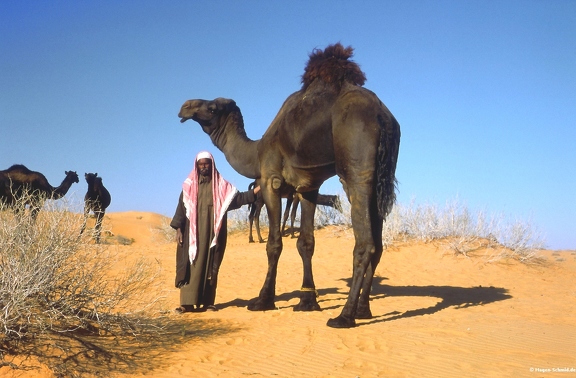 Black Camel Nafud
