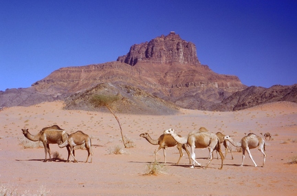 Camel in the north
