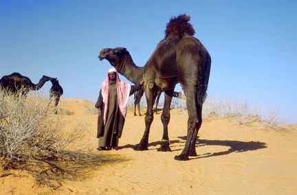 Black Bull Camel  Nafud1