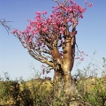 Ademium obesum (Jizan mountains)