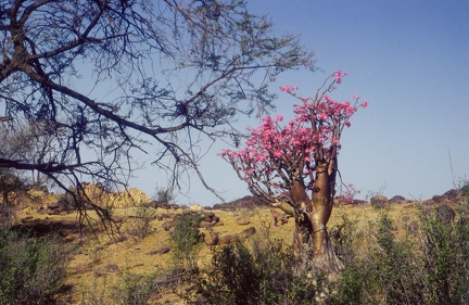 Ademium obesum (Jizan mountains)