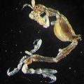 Caprellidae sp.