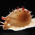 Cowrie (1,3mm)