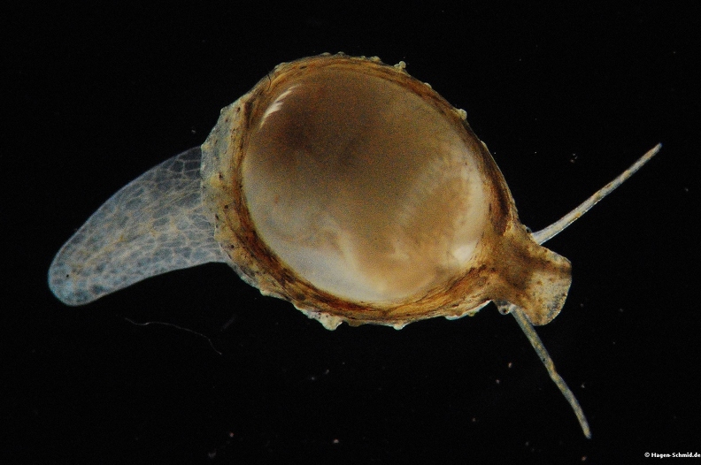 Planktonic snail