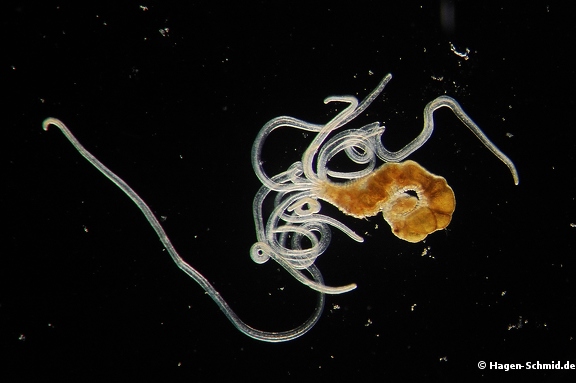 Polychaeta sp.
