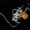 Polychaeta sp.