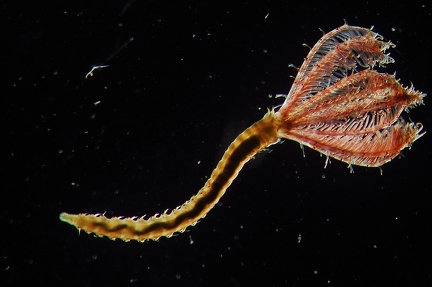 Polychaeta worm