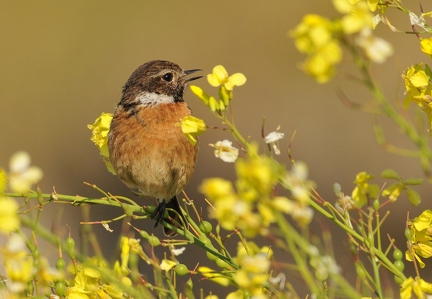 Stonechat