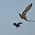Black Kite and Crow