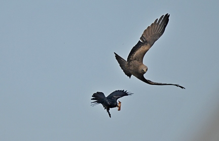 Black Kite and Crow