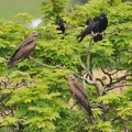 Black Kite and Crows