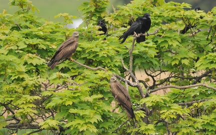 Black Kite and Crows