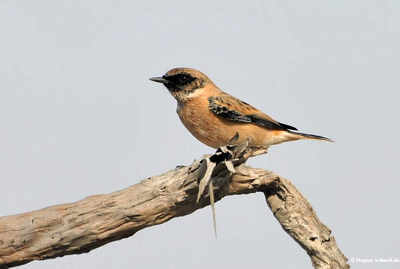 Saxicola maurus variegatus